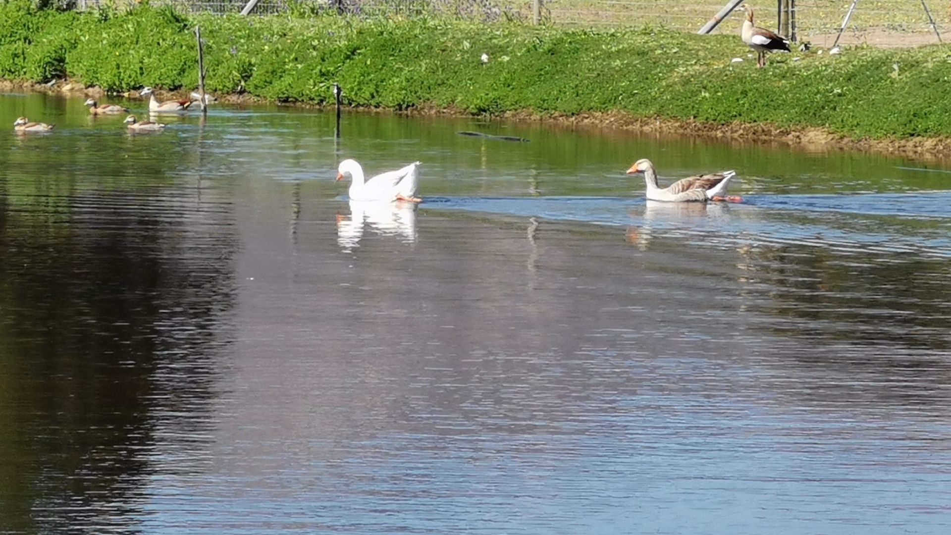 swan lake